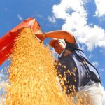brasil-deve-ter-nova-safra-recorde-de-graos-em-2025/26,-diz-conab
